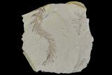 Metasequoia (Dawn Redwood) Fossils - Montana #85745-1